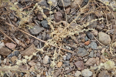 Kickxia elatine, photograph author not stated, no rights reserved
