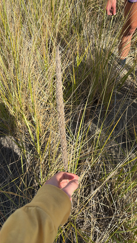 American marram grass
