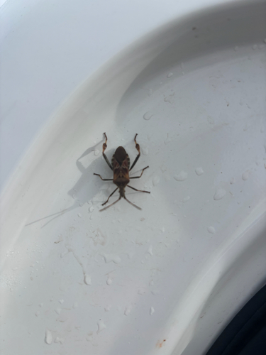 Western Conifer Seed Bug