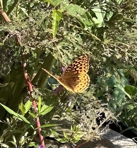 Great Spangled Fritillary