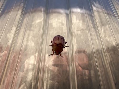Sumac Flea Beetle