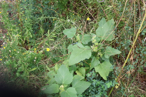 Xanthium orientale, photograph 2