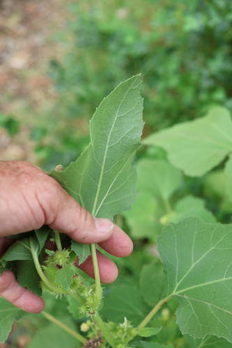 Xanthium orientale, photograph 3