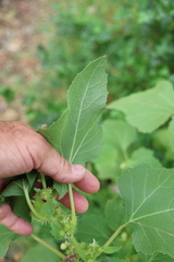 Xanthium orientale, photograph author not stated, no rights reserved