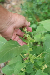 Xanthium orientale, photograph author not stated, no rights reserved