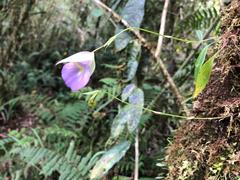 Orchidioides