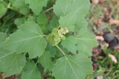 Xanthium orientale, photograph author not stated, no rights reserved