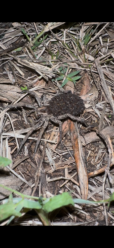 Radiated Wolf Spider