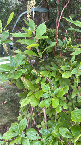 Sweet Pepperbush