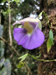 Orchidioides