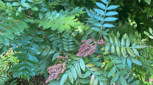 shining sumac