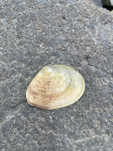Macoma nasuta observed 2026-09-21