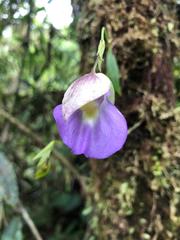 Orchidioides