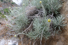 Helichrysum panormitanum