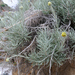 Helichrysum panormitanum - Photo (c) Giacomo Gola,  זכויות יוצרים חלקיות (CC BY-NC), הועלה על ידי Giacomo Gola