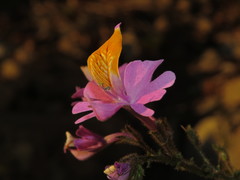 Schizanthus hookeri