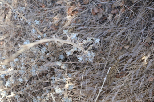 Marrubium vulgare, photograph 5