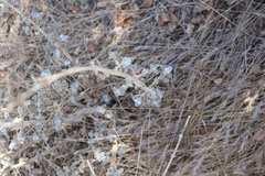 Marrubium vulgare, photograph author not stated, no rights reserved