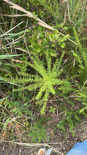 Chinese bushclover