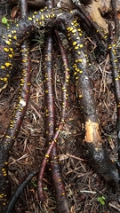 Coccomyces castanopsidis