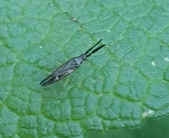Heterotoma planicornis