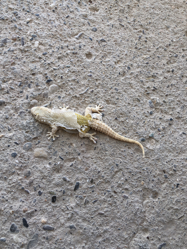 Moorish Gecko