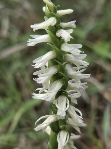 Great Plains Ladies' Tresses