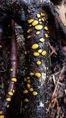 Coccomyces castanopsidis