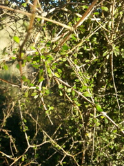 Coprosma virescens