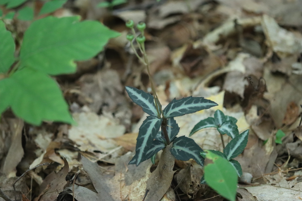 Chimaphila maculata; photograph (c) Steven Lamonde, some rights reserved (CC BY)