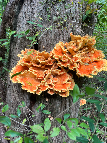 chicken of the woods