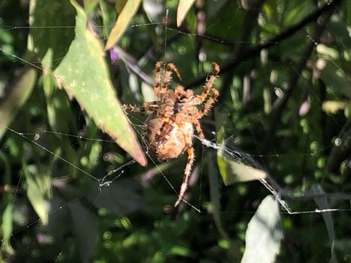 Cross Orbweaver