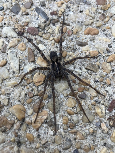 Georgia Wolf Spider