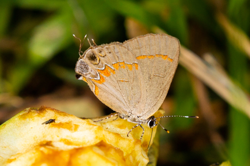 Red-banded Hairstreak