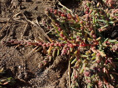 Suaeda maritima, photograph (c) Jon Mortin, some rights reserved (CC BY)