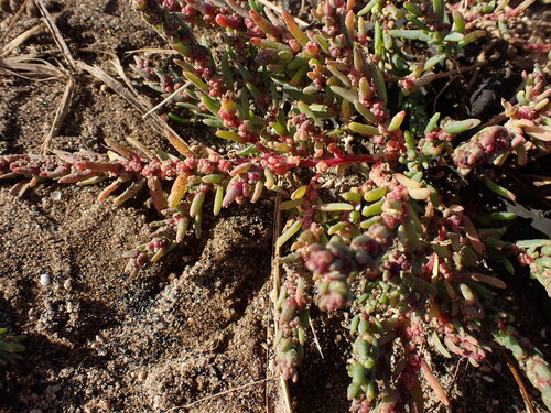 Suaeda maritima, photograph 4