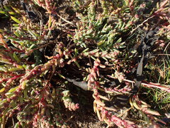 Suaeda maritima, photograph (c) Jon Mortin, some rights reserved (CC BY)