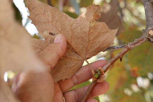 Platanus racemosa