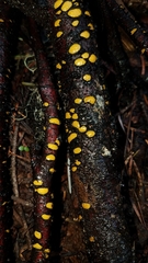 Coccomyces castanopsidis