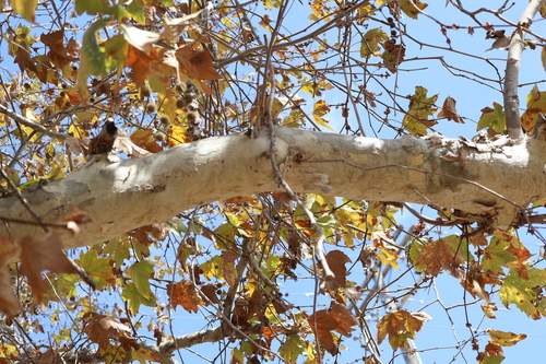 Platanus racemosa, photograph 1