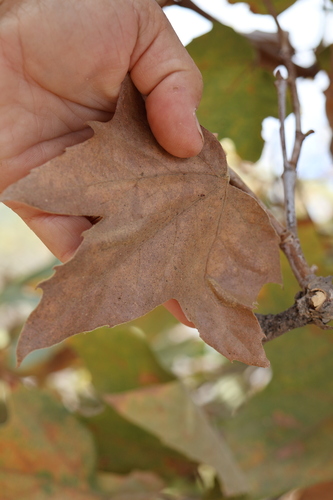 Platanus racemosa, photograph 2