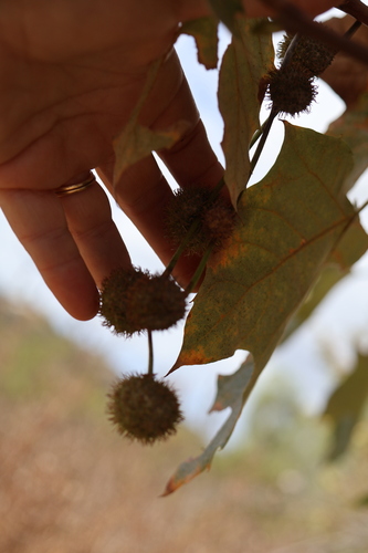 Platanus racemosa, photograph 3