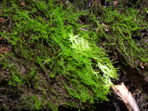 Amblystegium serpens observed 2026-09-21