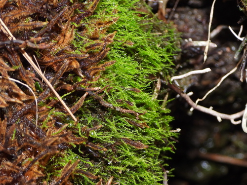 Amblystegium serpens observed 2026-09-21