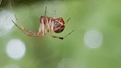 Theridiidae