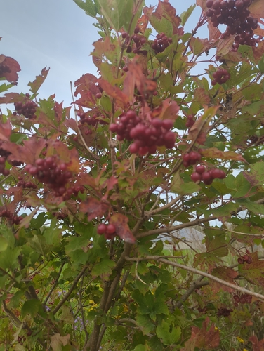guelder-rose