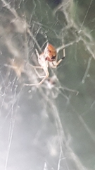 Theridiidae