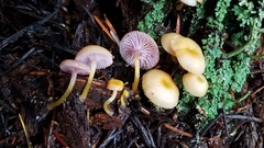 Chromosera
