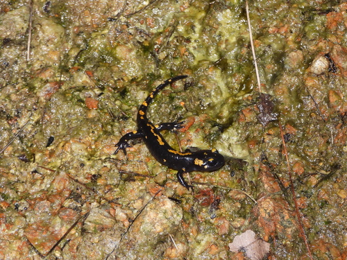 Fire Salamander