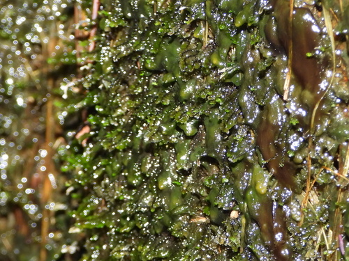 Endive Pellia